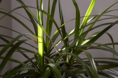 Keskin açılı parlak yeşil yapraklar güneş ışığını yakalar. Canlı renklerini belirler ve iç kısımlarına tazelik katar..