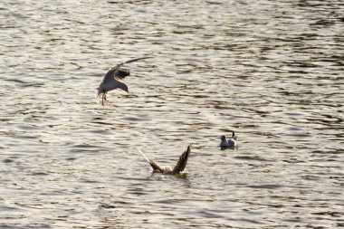 Bir martı zarif bir şekilde ışıldayan suyun üzerinde süzülürken diğeri yüzeyin altına dalıyor. Güneşin sıcacık parıltısı bu huzurlu anı vurgular.