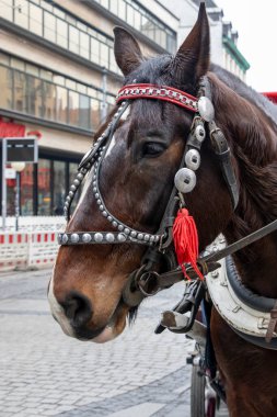 Şehir ortamında kaldırım taşı caddesinde duran dekoratif koşumlu bir at. Ulaşım ve hayvanlarla ilgili konular için ideal.
