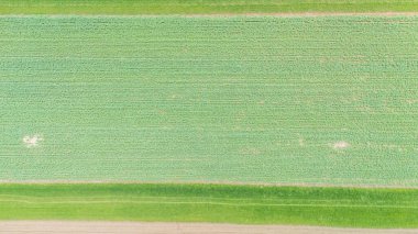 Yemyeşil tarım alanlarının havadan görünüşü canlı bir manzarada ekinlerin sıralarını gösteriyor. Sahne, çiftçiliğin ve doğanın cömertliğinin güzelliğini vurguluyor..