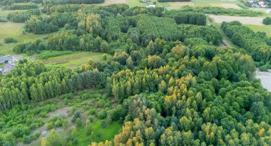 Çeşitli ağaç türleri ve zengin yapraklarla dolu yemyeşil orman manzarası. Bu sahne, doğanın güzelliğini huzurlu ve huzurlu bir ortamda yakalar..
