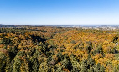 Parlak bir ormanın hava görüntüsü açık mavi gökyüzünün altında sonbahar renklerini sergiliyor. Çevre ve açık hava temaları için ideal.