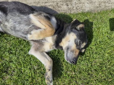 Rahat bir köpek yeşil çimlerin üzerinde uzanıyor ve sakin bir açık hava ortamında güneşin tadını çıkarıyor. Hayvan severler ve doğa meraklıları için mükemmel..