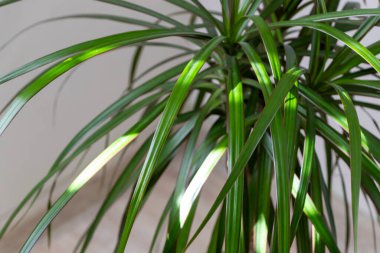 Doğanın güzelliğini vurgulayan güneş ışığıyla aydınlatılan uzun yapraklı canlı yeşil bitkinin yakın çekimi.