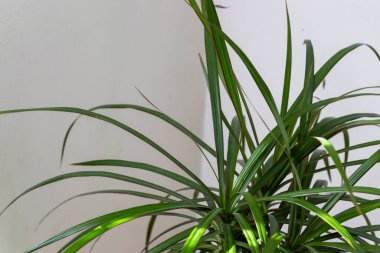 Parlak bir kapalı alanda büyüyen uzun ince yapraklı canlı yeşil bir ev bitkisinin yakın çekimi. Ev dekorasyonu ilhamı için ideal.