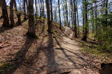 Bieszczady Dağları 'ndaki yemyeşil ağaçların arasından süzülen manzaralı yürüyüş yolu canlı yeşillikler sergiliyor ve yaprakların arasından süzülen noktalı güneş ışığı barışçıl bir atmosfer yaratıyor..