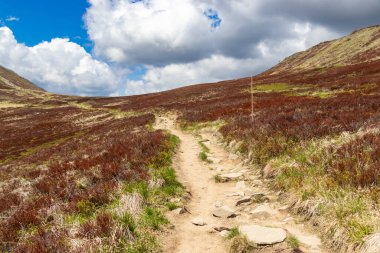 Manzaralı bir yürüyüş yolu açık hava meraklılarını doğal güzelliği keşfetmeye davet eden açık mavi bir gökyüzünün altındaki canlı fundalarla kaplı tepelerde esiyor..