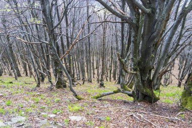 Çıplak dalları ve yeşil yaprakları olan uzun ince ağaçların yer aldığı sakin bir orman manzarası. Sahne, doğanın güzelliğini bahar ışıklarının erken saatlerinde gösteriyor..