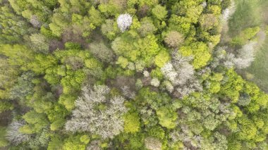 Yeşillik ve çiçek açan ağaçların çeşitli tonlarıyla yemyeşil bir ormanın havadan görünüşü doğanın güzelliğini ilkbaharda çevre kavramları için mükemmel bir şekilde gösteriyor..