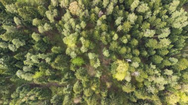 Yoğun bir ormanın havadan görünüşü, gündüz vakti yemyeşil renkleri, yemyeşil yaprakları ve çeşitli ağaç türlerini vurguluyor..