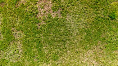 Canlı yeşil otlakların havadan görünüşü, doğayla ilgili sürdürülebilir yaşam konseptleri veya çevre dostu temalar için ideal dokular ve gölgeler sergiliyor.