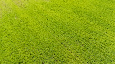 Parlak gün ışığı altında yemyeşil çimen dokularının sergilendiği yemyeşil bir arazinin havadan görünüşü. Bu canlı yeşillik tarım sektöründe sağlık ve refah olduğunu gösteriyor..