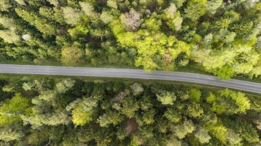 Baharda yemyeşil ormanlarla çevrili dolambaçlı bir yol manzarası. Canlı yapraklar ağaçlar ve güneş ışığının bir karışımını sergiliyor..