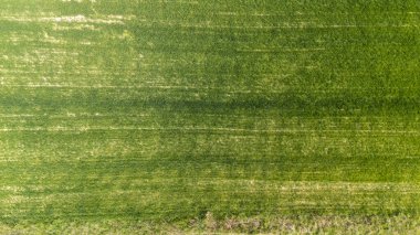 Canlı çimen desenleriyle dolu yemyeşil bir arazinin havadan görünüşü doğanın ve tarımın güzelliğini yansıtıyor. Çevre ve tarım projeleri için ideal.