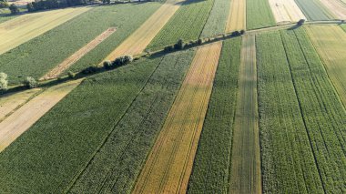 Büyüme mevsiminde kırsal alanların güzelliğini vurgulayan yeşil ve altının değişik tonlarını gösteren canlı tarım alanlarının havadan görünüşü.