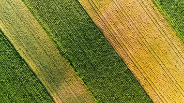 Canlı tarımsal alanların havadan görünüşü, güneşli koşullarda kırsal alanda karşıt yeşil ve altın mahsuller sergiliyor. Çiftçilik temaları için ideal.