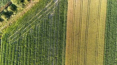 Canlı tarım alanlarının havadan görünüşü açık bir gökyüzü altında sıralanmış yeşil ve sarı ekinleri gösteriyor. Bu manzara çiftçilik tekniklerini ve kırsal yaşamın güzelliğini vurguluyor..