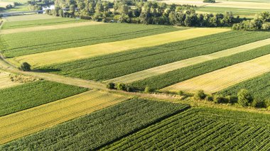 Açık mavi gökyüzünün altında alternatif yeşil ve sarı çizgileri olan canlı tarım alanlarının havadan görünüşü. Kırsal arazileri veya tarım uygulamalarını sergilemek için ideal.