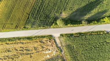 Çevresel bir yol boyunca canlı yeşil tarlalar ve altın ekinlerin sergilendiği kırsal bir arazinin havadan görünüşü. Sahne, gün boyunca tarım hayatının özünü yakalıyor..