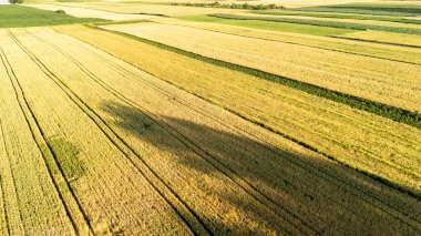 Uçsuz bucaksız tarım sahalarının havadan görünüşü canlı yeşil ve sarı mahsulleri sergiliyor. Sıra sıra dizilmiş ve çevre dostu temalar için ideal güneş ışığıyla aydınlatılıyor..
