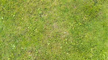 Güneşli bir bahçede zemini kaplayan canlı yeşil çimenler çeşitli dokular ve doğa temalı projeler için mükemmel küçük bitkiler sergiliyor..