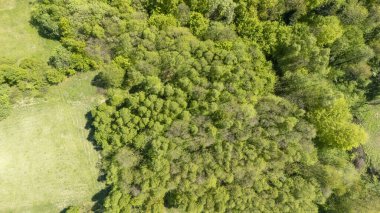 Bereketli yeşil bir ormanın havadan görünüşü, parlak güneş ışığı altında açık çimenli alanlarla çevrili yeşil tonlarda canlı bir ağaç karışımı sergiliyor..