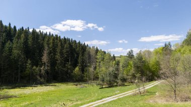 Bereketli bir orman ve güneşli bir günde dolambaçlı bir yol içeren huzurlu bir manzara. Ağaçlar, ilkbaharda doğanın güzelliğini yansıtan canlı yeşillikler sergiler..