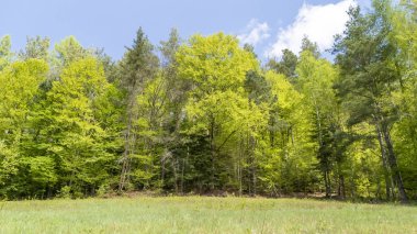 Berrak mavi gökyüzünün altında canlı yapraklarla dolu yemyeşil bir orman baharda doğanın güzelliğini gözler önüne seriyor. Açık hava macerası ya da refah temaları için ideal.