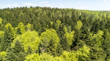 Parlak bir gökyüzünün altında yeşil kozalaklı ve yaprak döken ağaçların karışımından oluşan yemyeşil bir ormanın havadan görünüşü. Canlı yapraklar, ilkbahar ya da yazın başında doğanın güzelliğini gözler önüne seriyor..