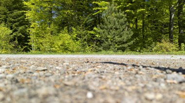 Güneşli bir günde yakalanan canlı yeşil ağaçlar ve çalılarla çevrili çakıllı bir yolun manzarası huzur ve doğa duygusunu çağrıştırıyor..