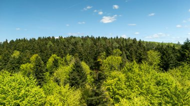Berrak mavi gökyüzünün altında çeşitli ağaçların bulunduğu yemyeşil ormanın havadan görünüşü. Çevre projeleri için mükemmel doğa kampanyaları ya da açık hava reklamları.