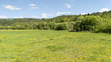 Parlak mavi bir gökyüzünün altında, arka planda yemyeşil ağaçlar ve tepelerle çevrili, dağınık sarı çiçekleri olan engin yeşil çayır sakin bir doğa manzarası yaratıyor..