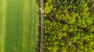 Canlı yeşil alanların yemyeşil bir orman sınırında birleşmesi, tarım arazisi ile yoğun ormanlık arasındaki farkın çevresel temalar için mükemmel olduğunu gösteriyor..