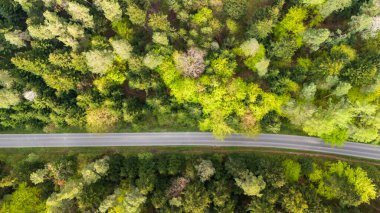 Bahar boyunca yemyeşil bir ormanın içindeki dolambaçlı bir yolun hava manzarası canlı yapraklar sergiliyor. Doğa seyahati ve açık hava macera temaları için ideal.