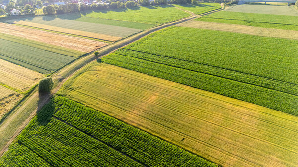 Aerial view of vibrant green and gold fields showcasing varying agricultural textures under bright daylight emphasizing the beauty of nature in rural landscapes.