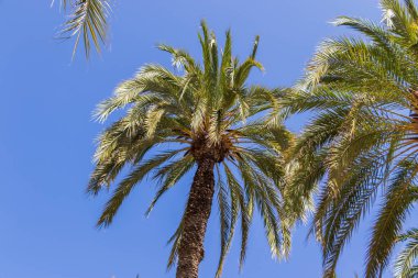 Parlak mavi gökyüzüne uzanan palmiye ağaçları tropik bir cenneti temsil ediyor. Seyahat broşürleri, yaz etkinlikleri ya da doğayla ilgili projeler için mükemmel..