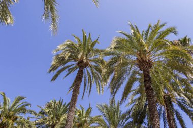 Berrak mavi gökyüzüne uzanan yemyeşil palmiye ağaçları tropikal bir atmosfer yaratıyor. Seyahat yaşam tarzı ve rahatlama ve tatil titreşimleri ileten doğa temaları için ideal.