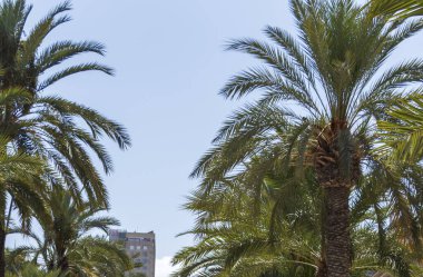 Bereketli palmiye ağaçları, berrak mavi gökyüzüne karşı canlı yeşillikler sergilenen güneşli bir tropikal manzara çerçevesi ve arka planda yaz atmosferini çağrıştıran modern bir bina oluştururlar..