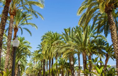 Bereketli palmiye ağaçları, Alicante İspanya 'da berrak mavi bir gökyüzünün altında, ziyaretçiler ve yerliler için sakin bir kaçış ve davetkar bir atmosfer sunan güzel bir yürüyüş hattına sahiptir..