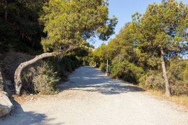 Berrak mavi gökyüzünün altındaki yemyeşil ağaçların arasından süzülen manzaralı bir toprak yol doğa severler ve yürüyüşçüleri sakin çevreyi keşfetmeye ve açık hava aktivitelerinin tadını çıkarmaya davet ediyor..