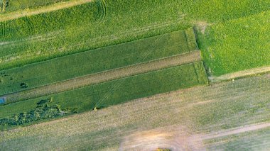 Bereketli yeşil tarım alanlarının havadan görünüşü temiz mavi gökyüzü altında canlı ekin dokularını tasvir eden düzenli sıraları ve desenleri gösteriyor..