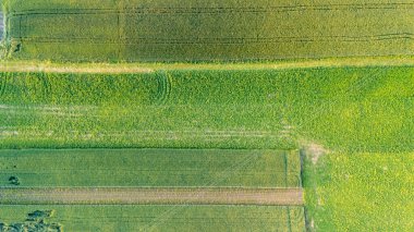 Canlı yeşil tarım alanlarının havadan görünüşü, doğanın güzelliğini ve verimliliğini sembolize eden tarım faaliyetlerinin yarattığı sıra sıra ekinleri ve desenleri gösteriyor..