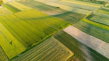Canlı tarım alanlarının havadan görünüşü yeşil ve kahverenginin değişik tonlarını gösteriyor. Ekinlerin dokusunu ve desenlerini vurgulayarak altın saat boyunca yakalandılar..