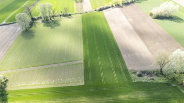 Baharda canlı yeşil ve kahverengi tarım alanlarının havadan görünüşü. Manzara düzgünce düzenlenmiş araziler ve kırsal kesimde tarım yapan ağaçların ana hatlarını içeriyor..