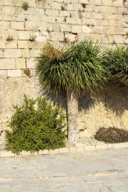 Canlı yeşil bir palmiye ağacı ve çalılık, Akdeniz manzarasını gösteren dokulu taş bir duvara karşı. Doğa temalı tasarımları veya seyahat içeriğini geliştirmek için mükemmel.