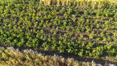 Tarım verimliliğini ön plana çıkaran açık mavi gökyüzü altında sağlıklı ekinler sergilenen altın arpa ile çevrili yemyeşil bir patates tarlasının havadan görünüşü.