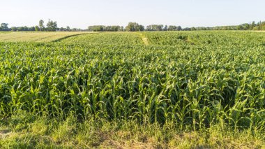 Canlı yeşil mısır tarlaları güneşli bir günde doğa ve tarım temaları için ideal kırsal kesimde verimli bitki örtüsü ve tarım yaşamını gözler önüne serer..