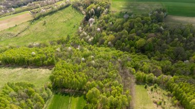 Bereketli yeşil ormanların ve tarlaların havadan görünüşü canlı bahar yapraklarını sergiliyor ve sakin bir kırsal alanda filizlenen ağaçları gösteriyor..