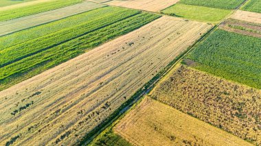 Yeşil ve kahverengi ekinlerden oluşan geniş tarım alanlarının havadan görünüşü. Manzara, parlak güneş ışığı altında ürün büyümesinin çeşitli aşamalarını gösteriyor..