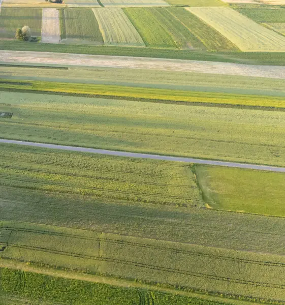 Gün batımında geniş tarım alanlarının havadan görünüşü canlı yeşil ve altın tarlalar sarmal toprak bir yol ve kırsal sükuneti vurgulayan ağaçlar gösteriyor..
